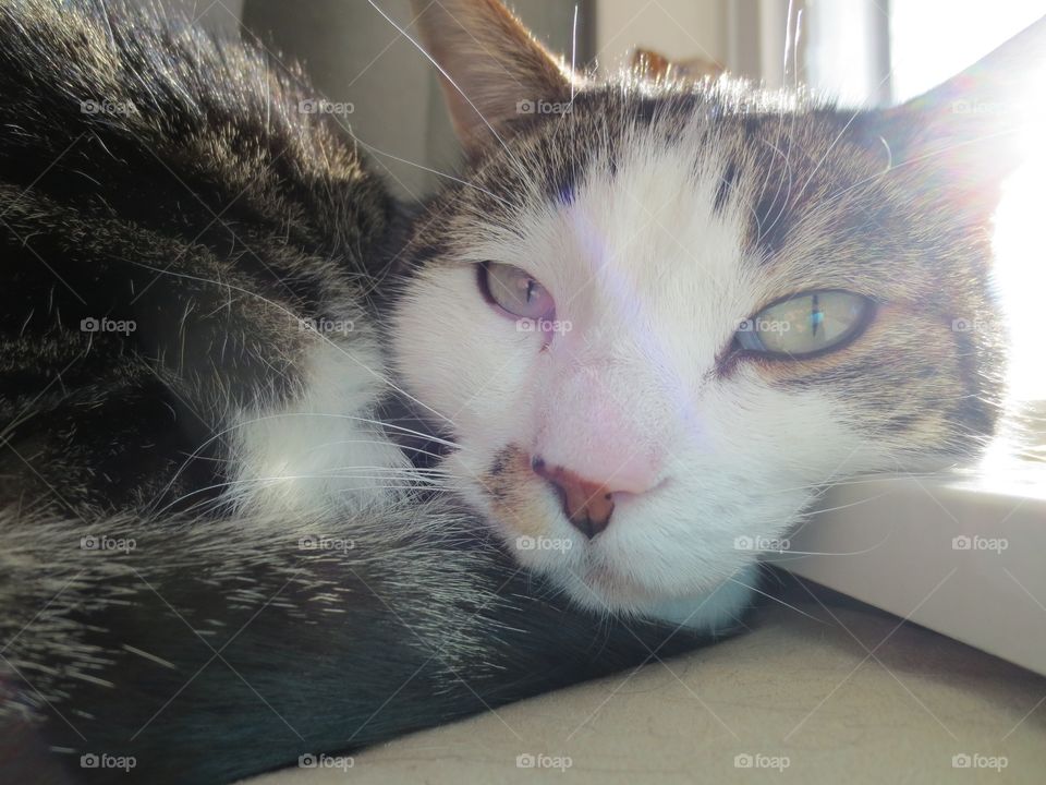 Brown tabby cat in the sun 