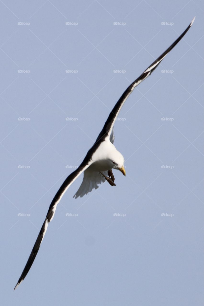 Seagull 