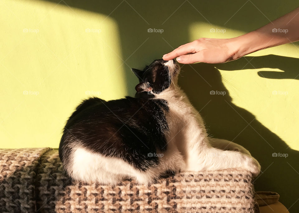 Hand stroking a cat in light and shadows 