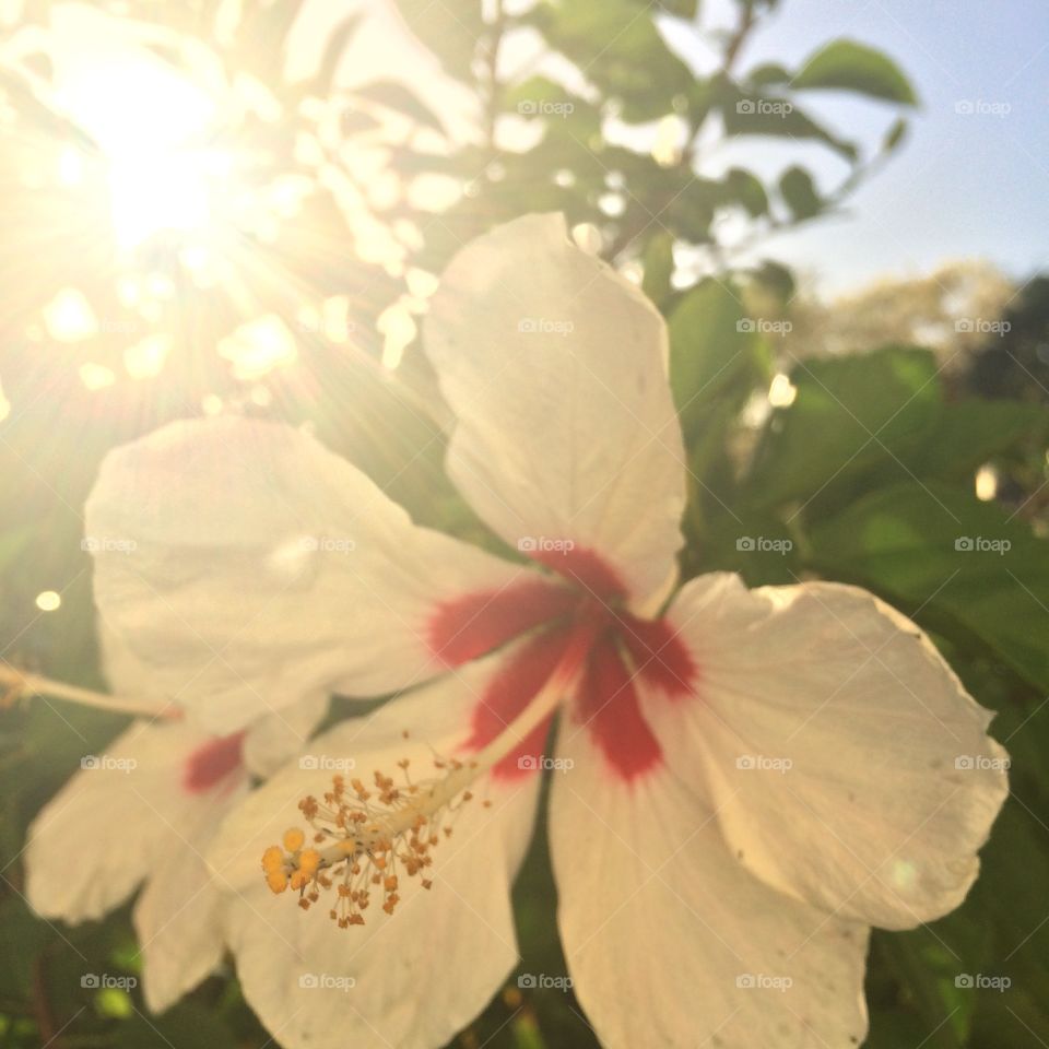 White and red hibiscus