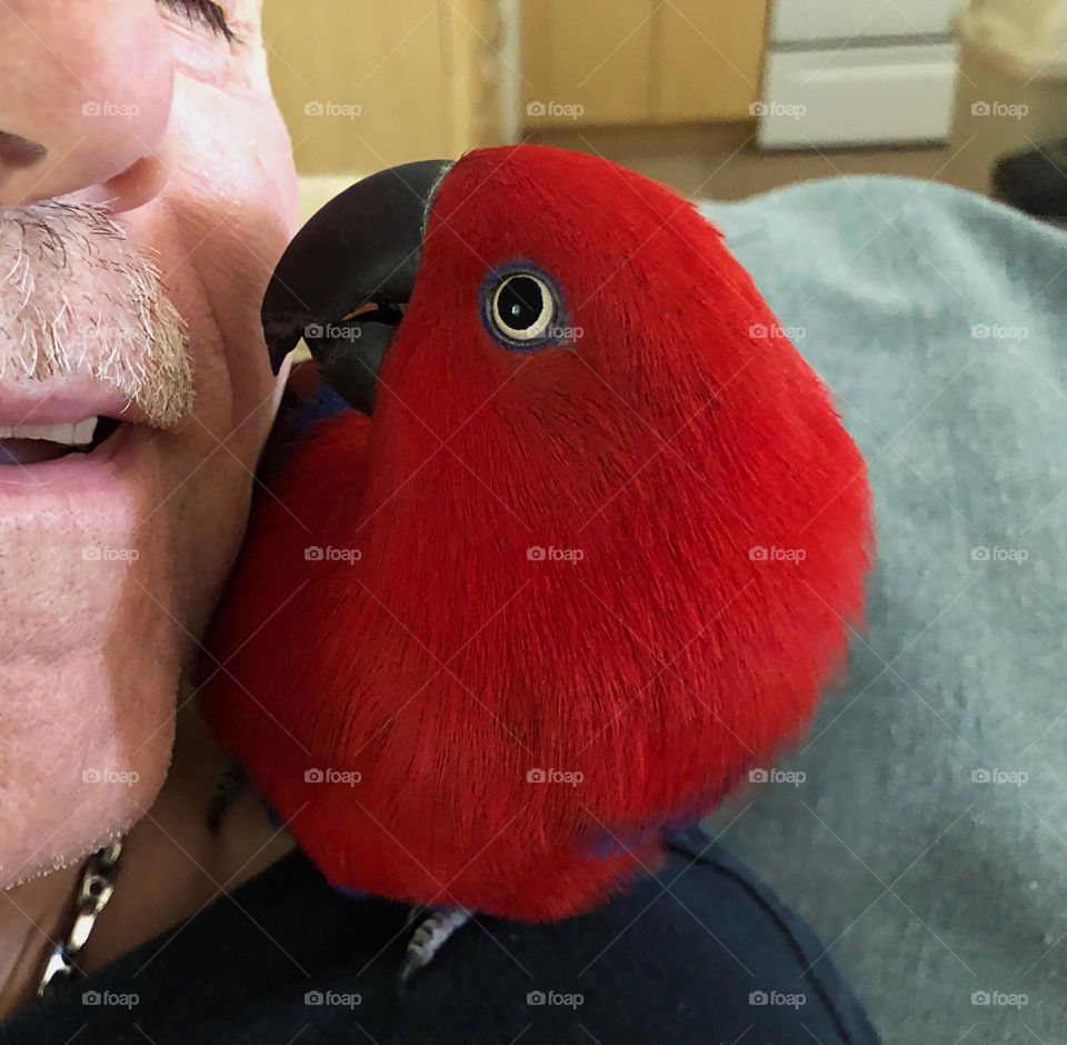 Sadie the red parrot sharing a kiss with her friend.