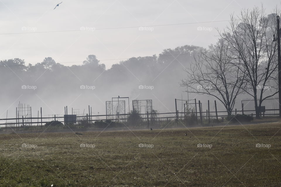 Mist over pasture land