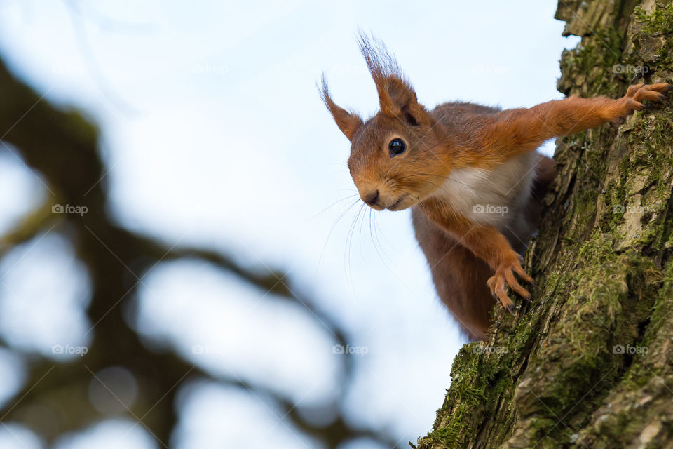 Portrait of curios cute squirrel on tree trunk 