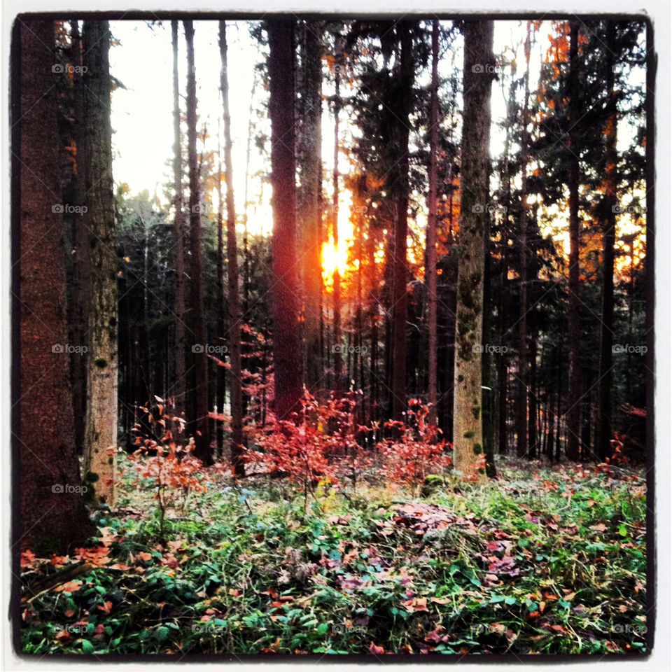 Fir forest during sun set.