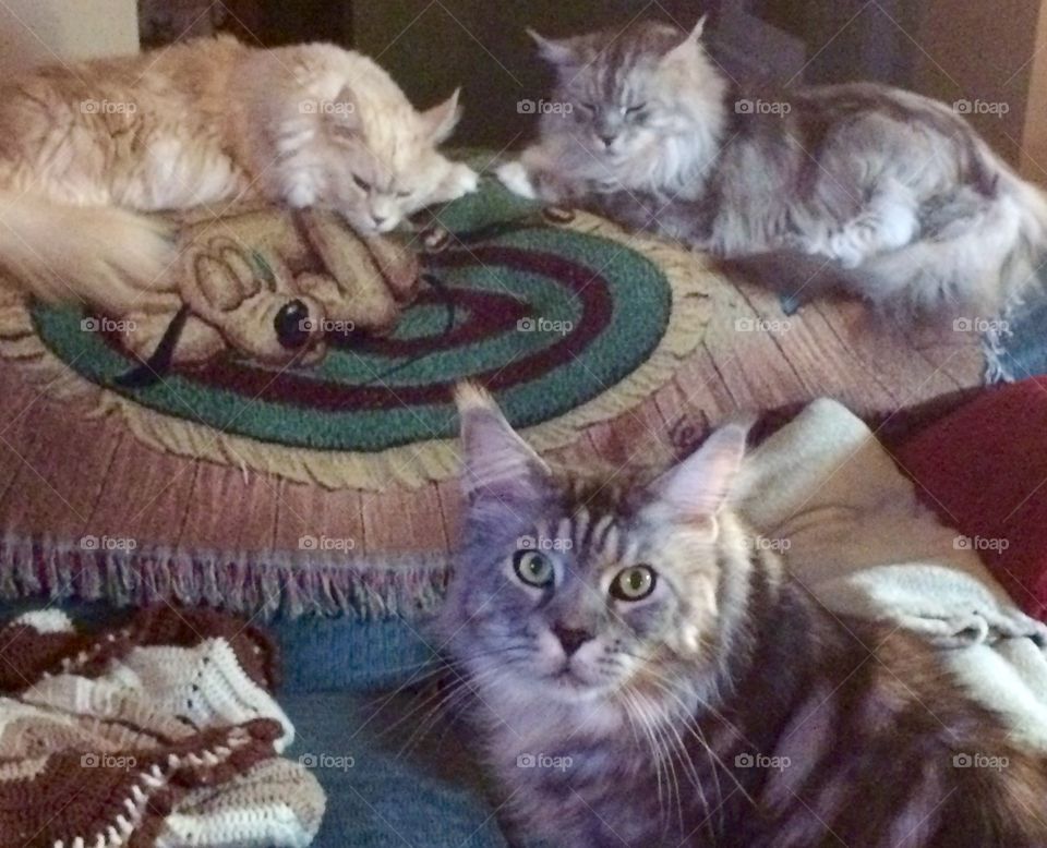 No room on that coach .....