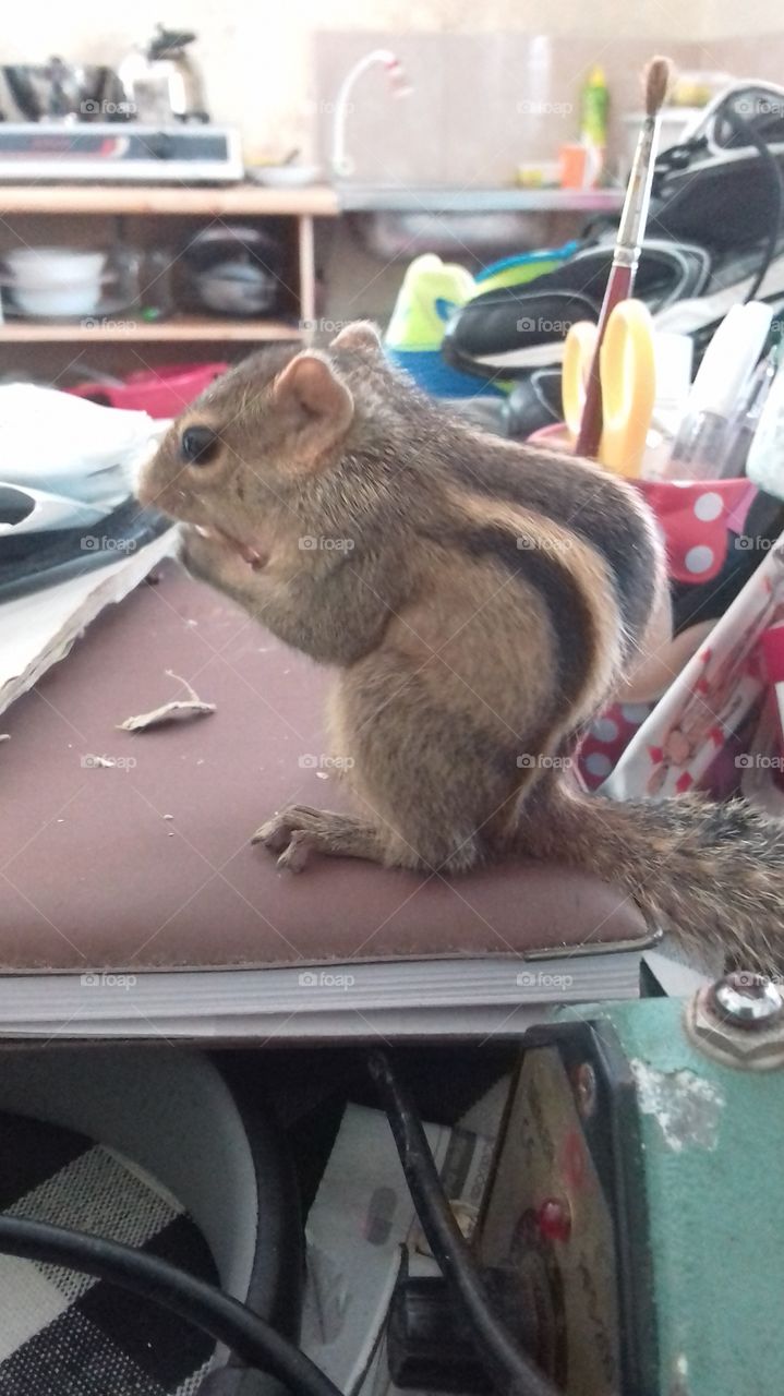 Pet Squirrel