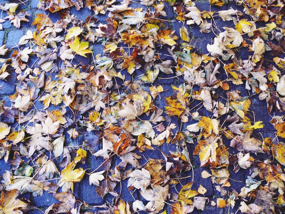 Full frame shot of leaves on footpath during autumn.