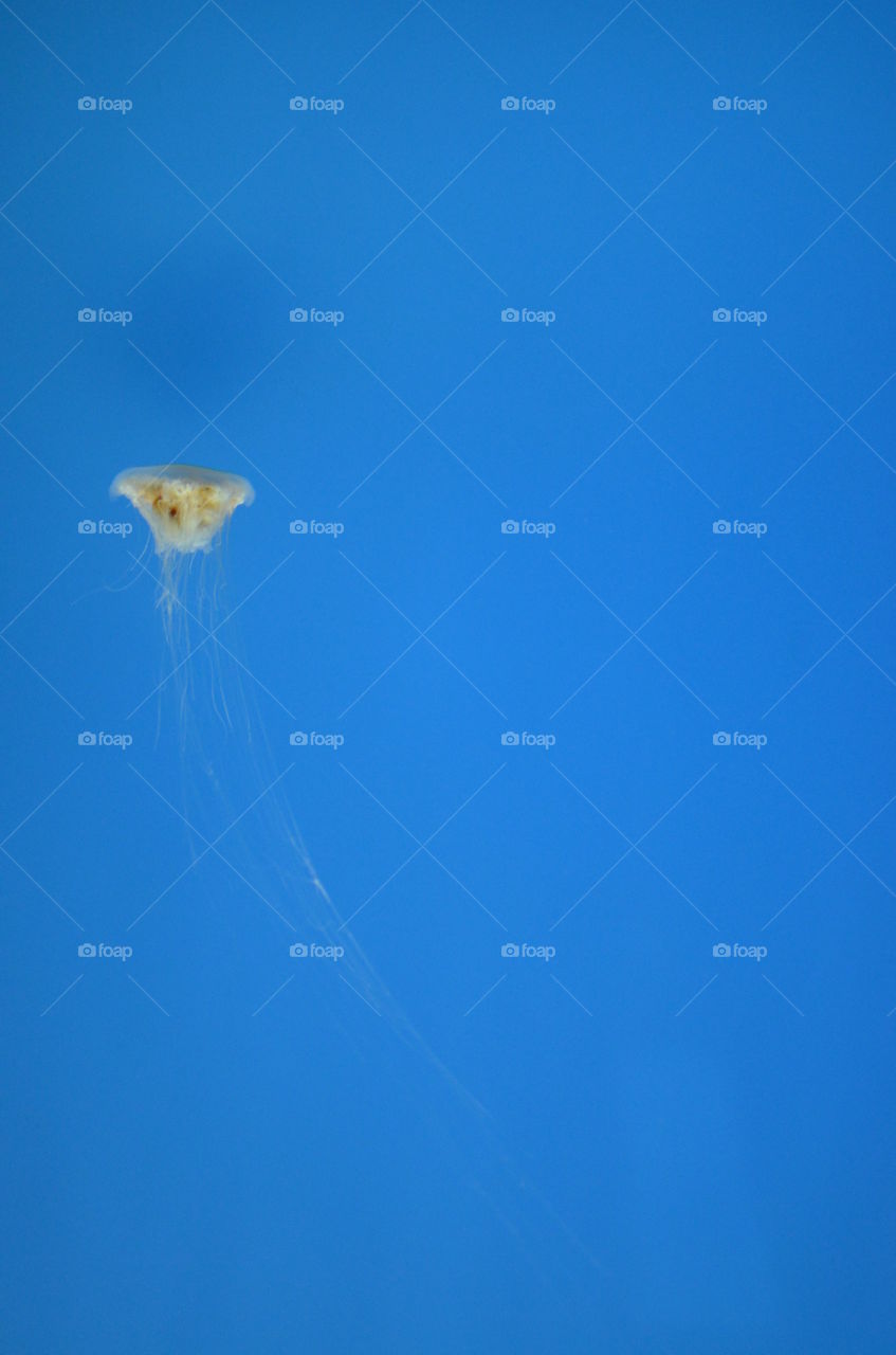Solo Jellyfish. A lone Jellyfish in the Baltimore Aquarium