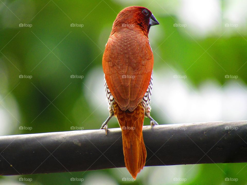 The scaly-breasted munia or spotted munia (Lonchura punctulata), known in the pet trade as nutmeg mannikin or spice finch, is a sparrow-sized estrildid finch native to tropical Asia.