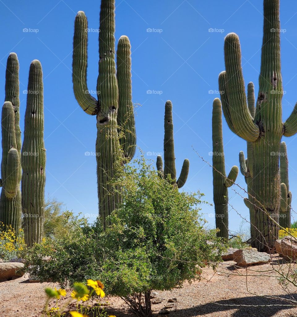 A Forest of Saguaro Cacti