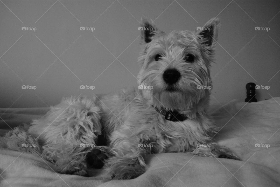 Westie dog portrait