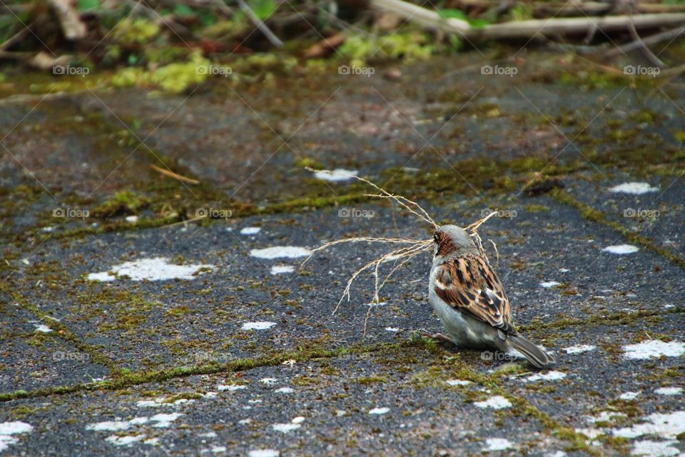 Close up of a sparrow gathering small twigs for nest building