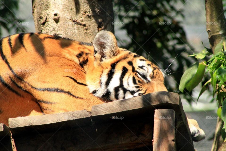tiger sleep