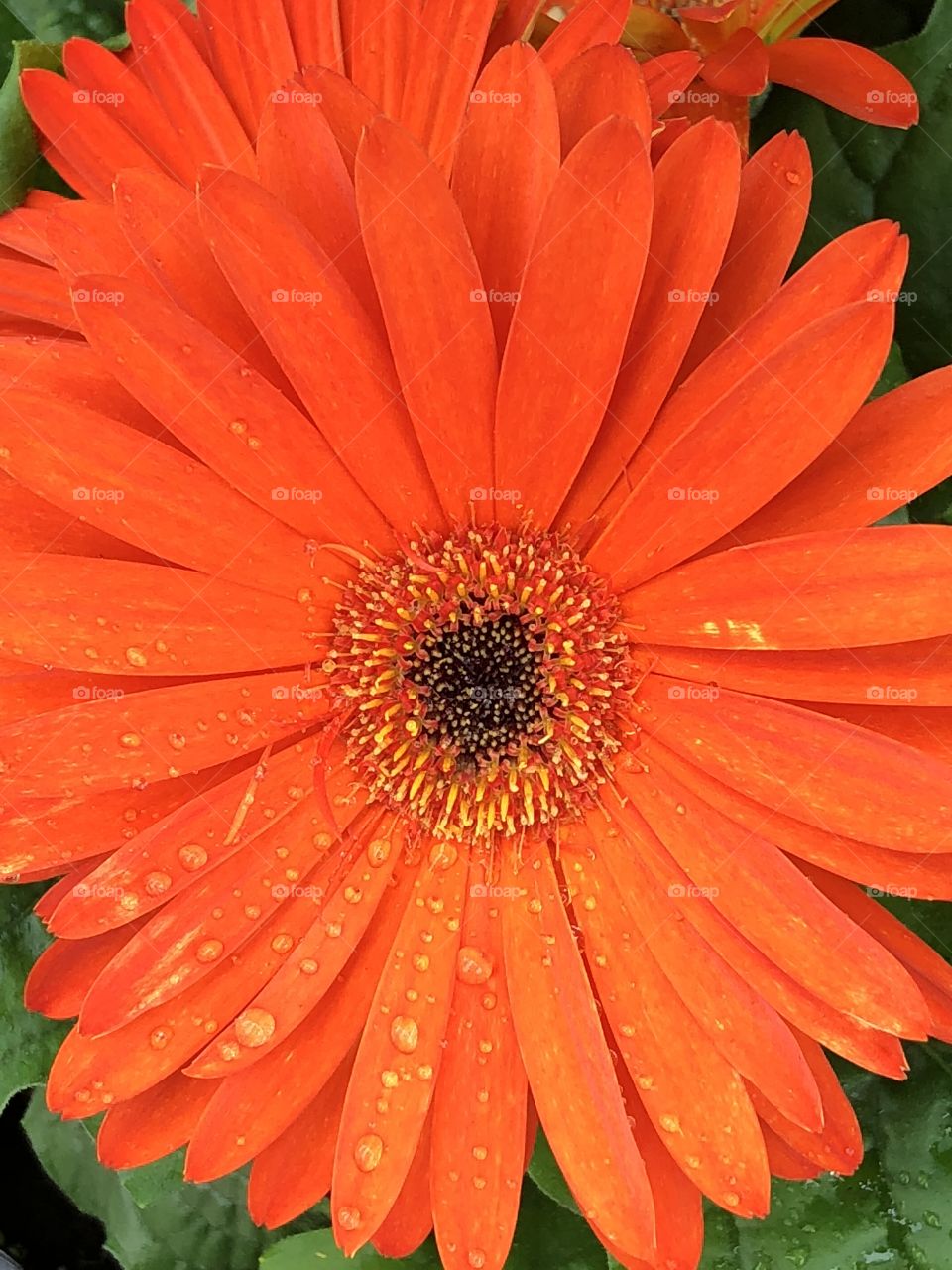 Orange gerbera daisy with rain drops 