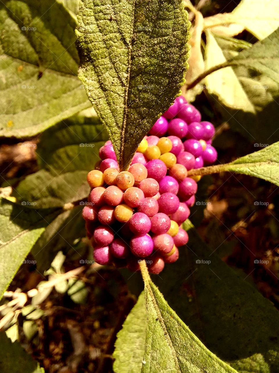 colourful seeds