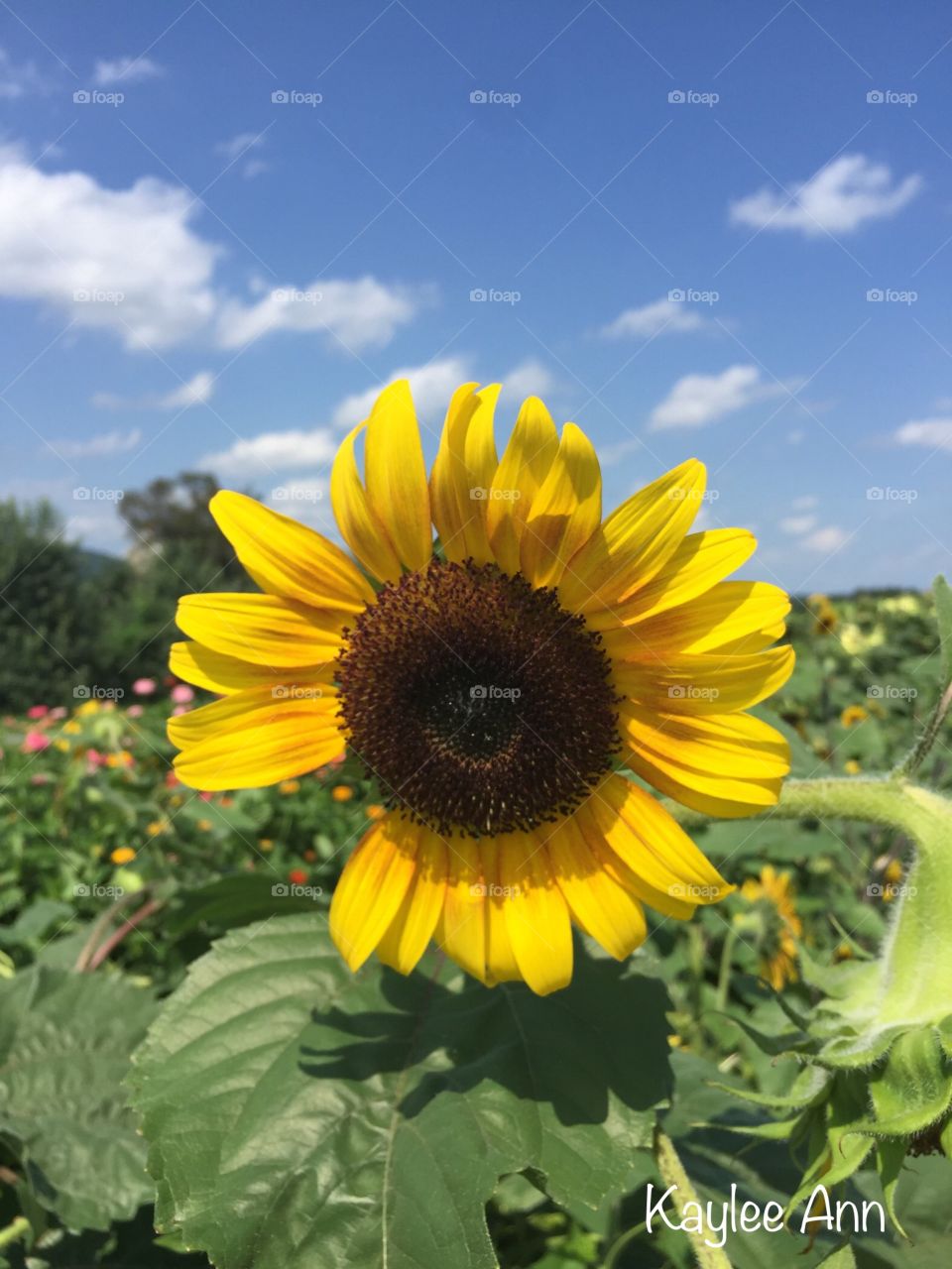 A Bright Sunflower Day