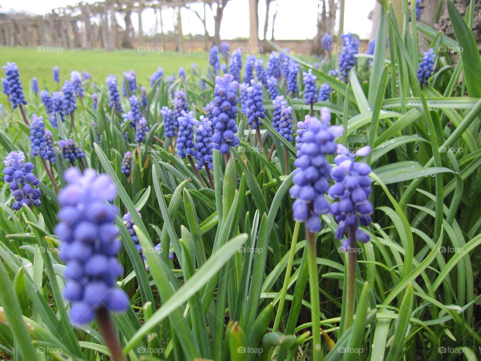 Nature, Hyacinth, Flora, Summer, Flower