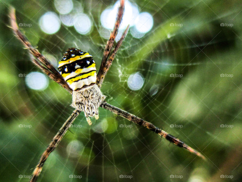 hang on web. yellow spider hang on web
