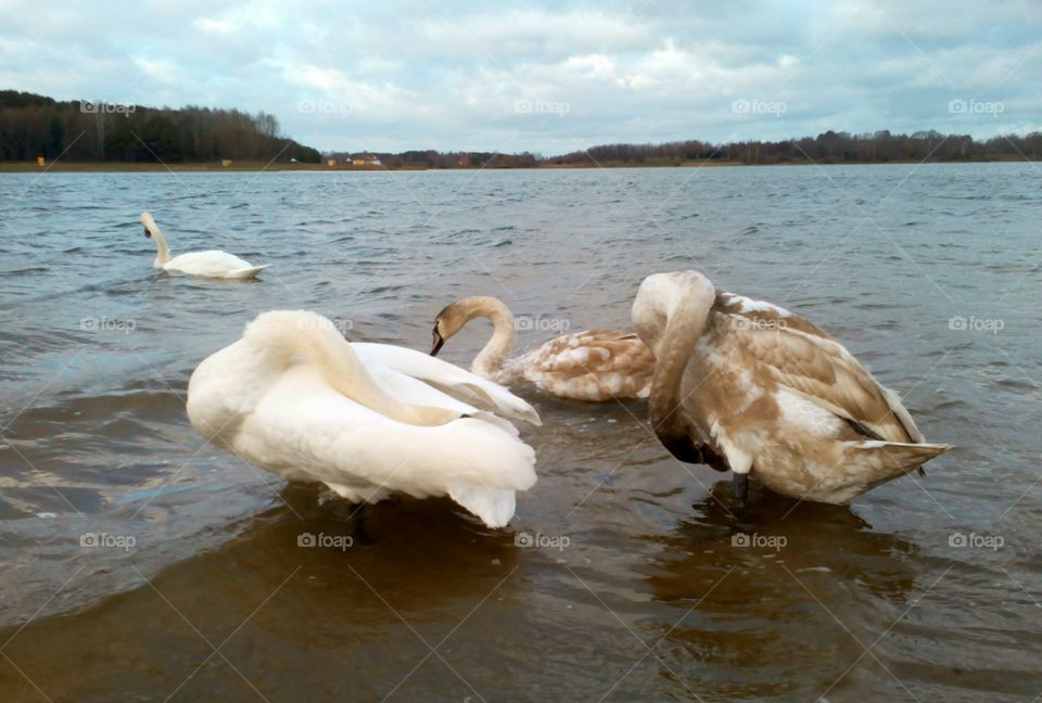 Water, Swan, Bird, Nature, Lake