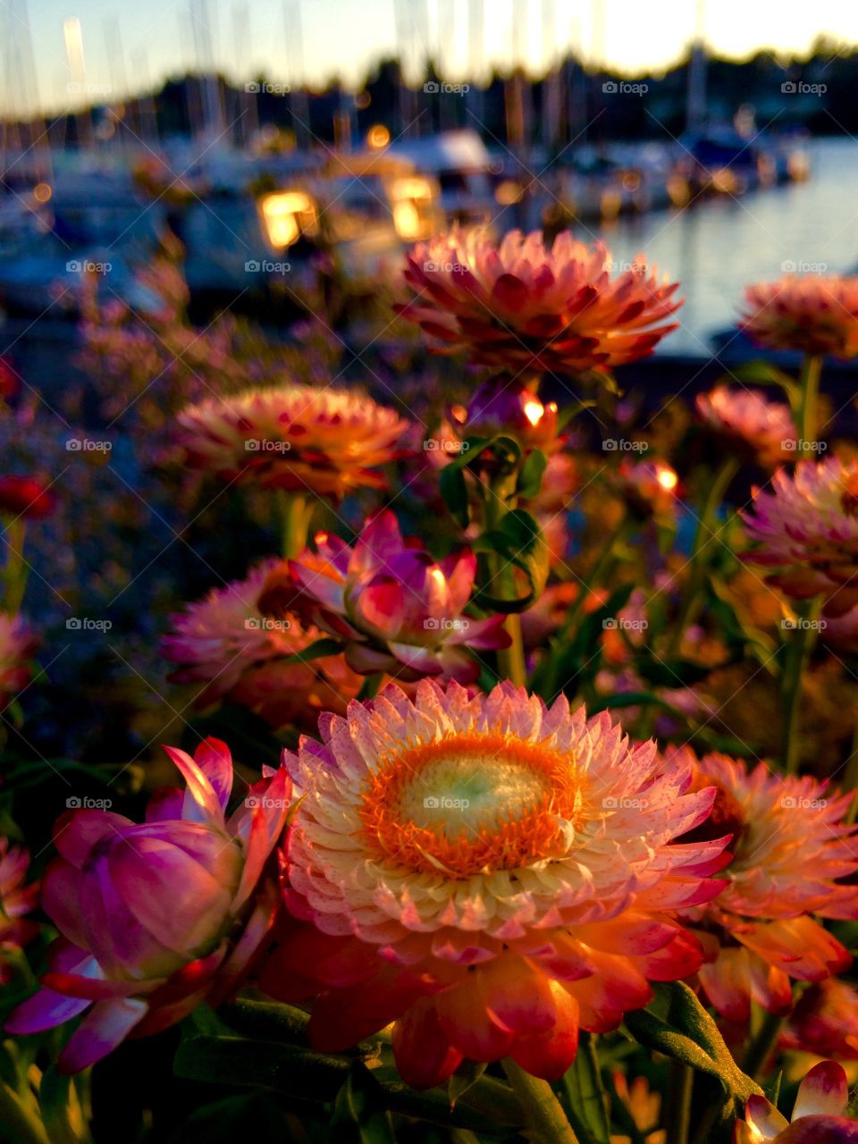 Flowers at sunset 