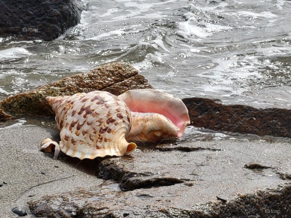 seaside shells