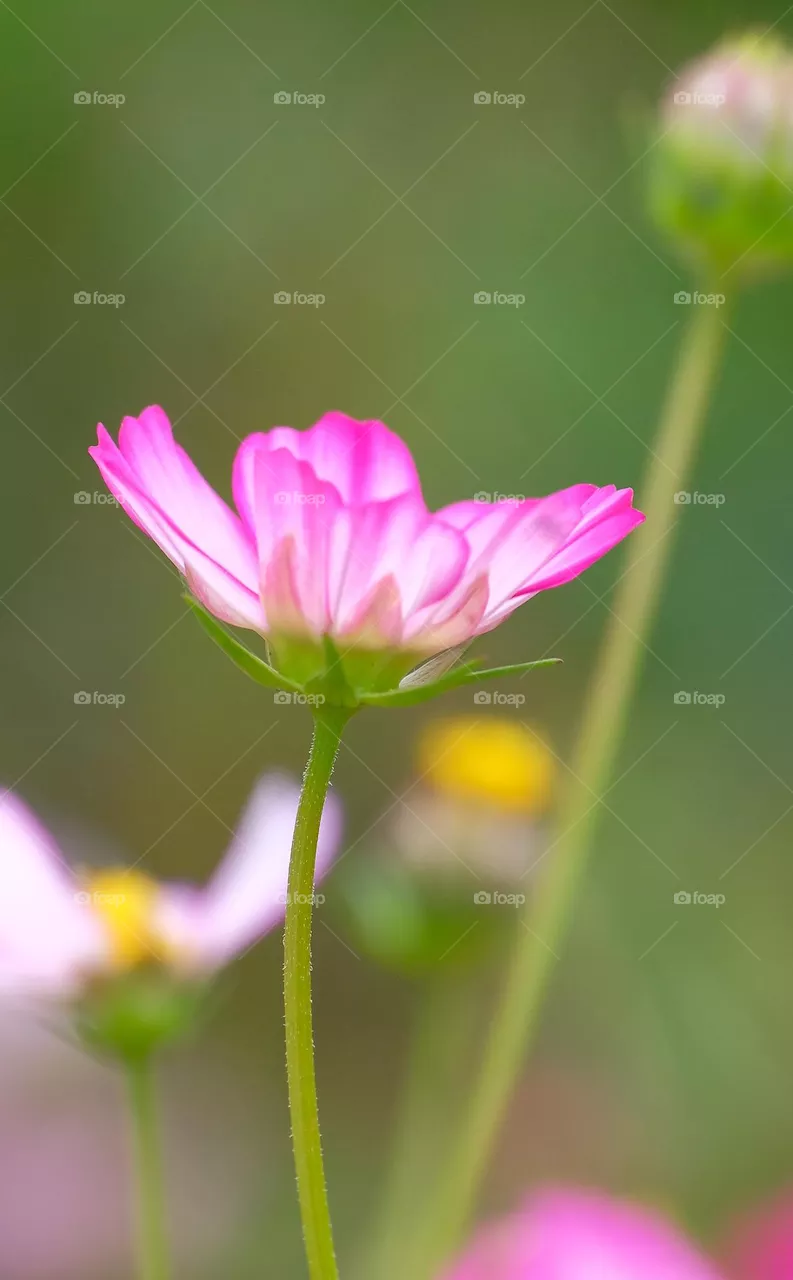 purple flowers
