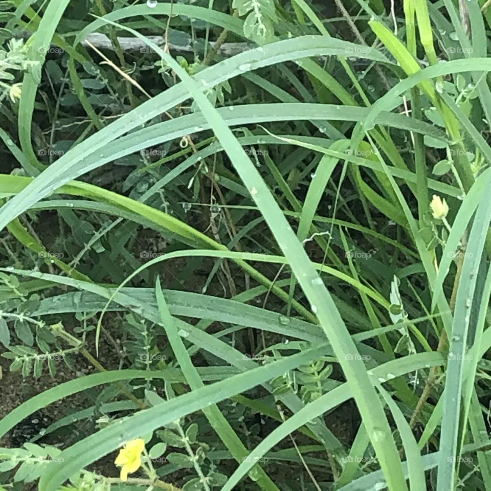 picture, herb