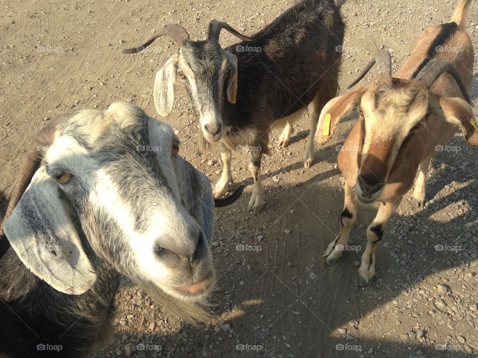 Discovering Crete. Funny goats I met on the road 