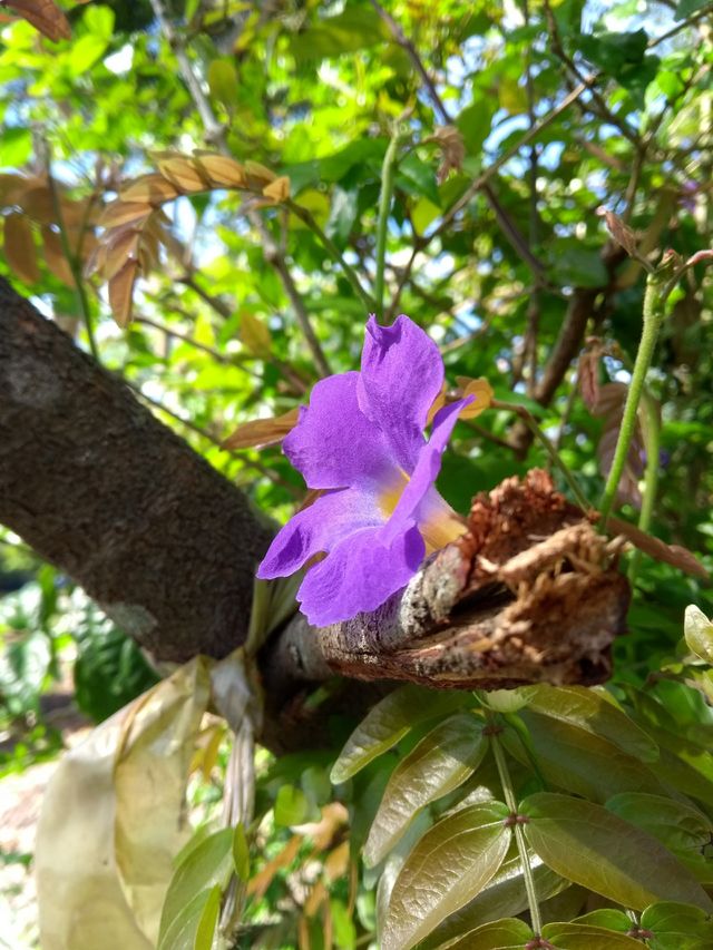 flower