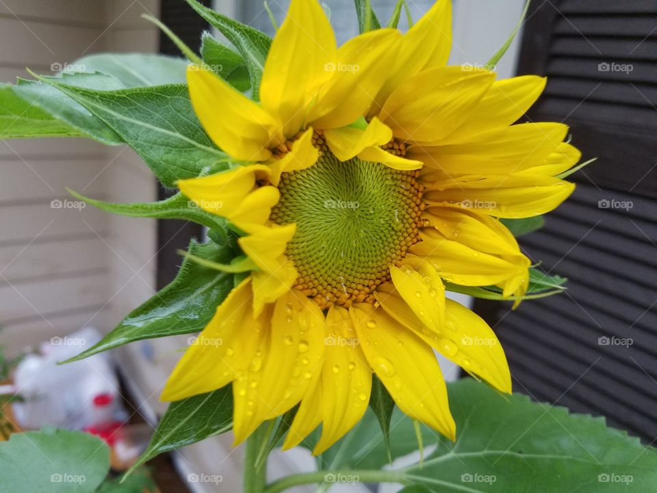 Opening of a Sunflower