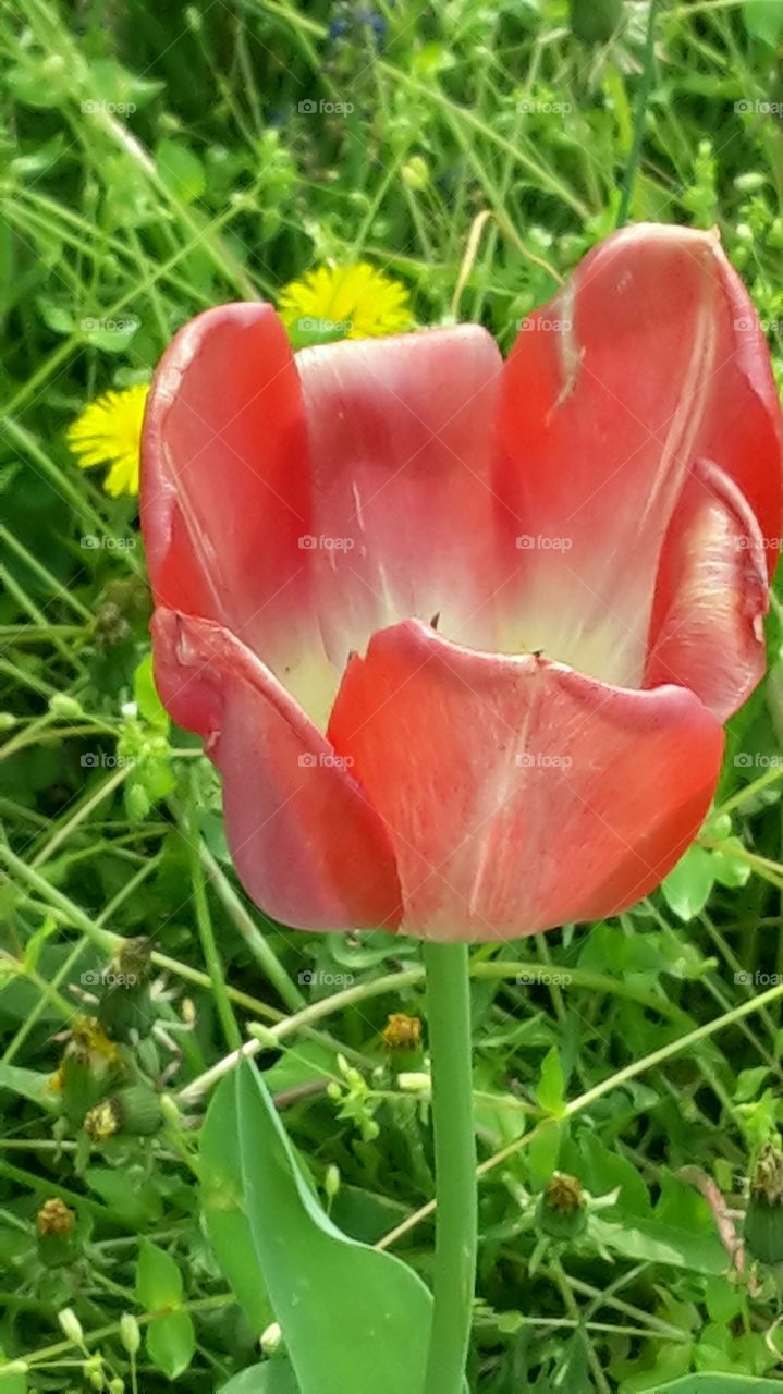 summer garden. pink tulip from my garden