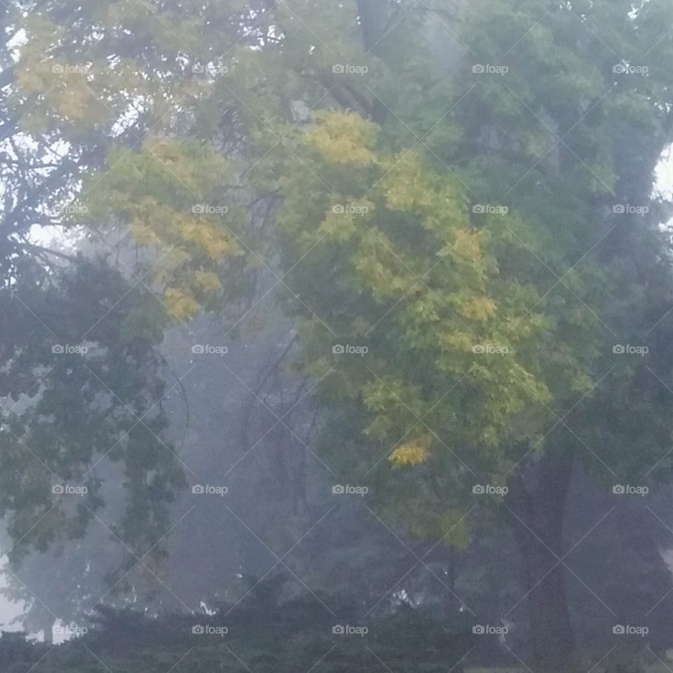 Foggy Tree