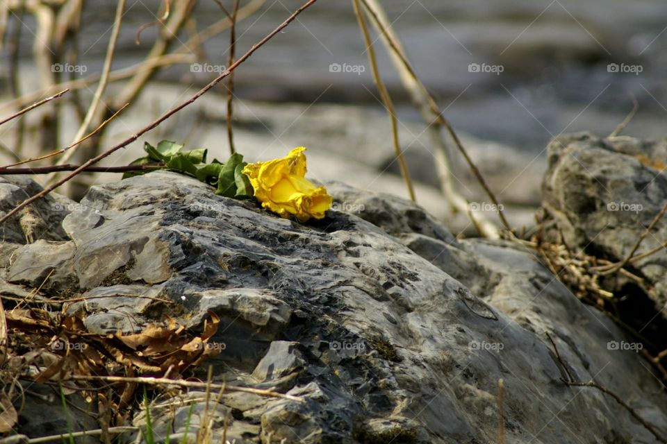 Yellow Rose Lost