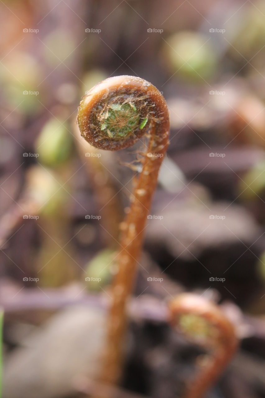 fiddleheads