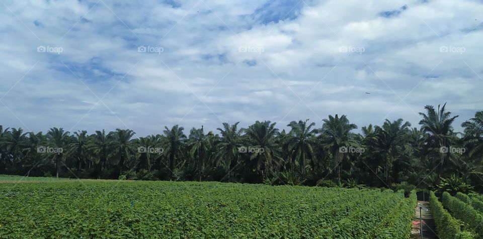 Fertigation Farm in front of oil palm plantations