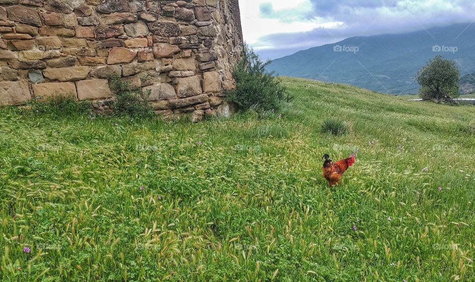 Rooster in green grass.