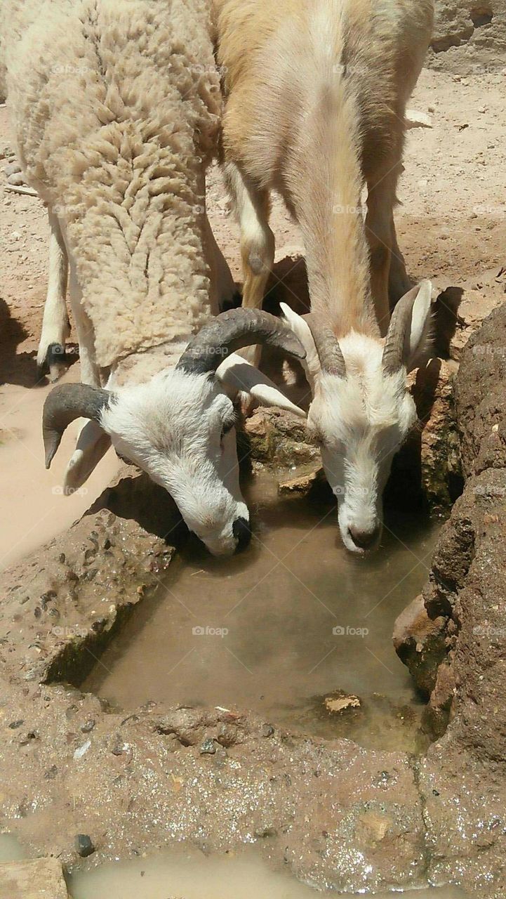 Beautiful sheeps drinking water.