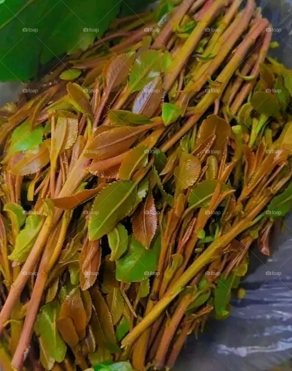 A very beautiful picture, and there is no better picture than it. There is no better picture of green herbs and colorful, red and white roses than it. Glory be to God, the natural and picturesque view, and there is no more