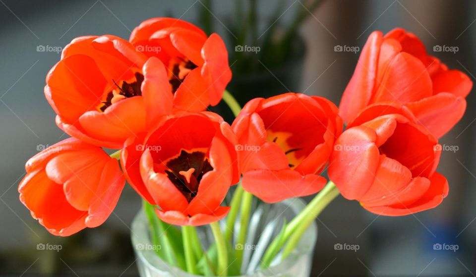 Nature, Flower, No Person, Flora, Tulip