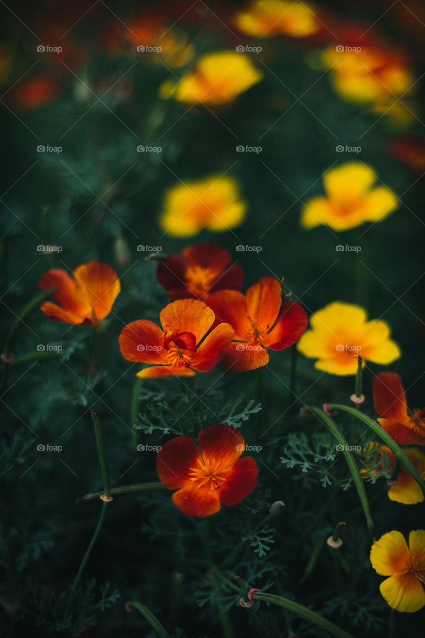 Eschscholzia Californian