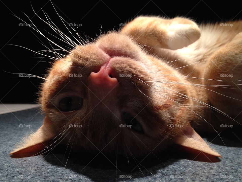 Close-up of a ginger cat