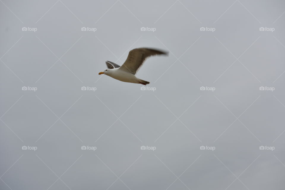 Free to fly, seagull in the sky.