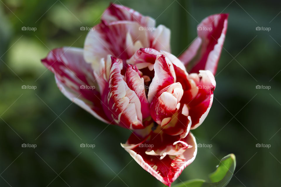 Close-up photography of a colorful red and white beautiful tulip flower