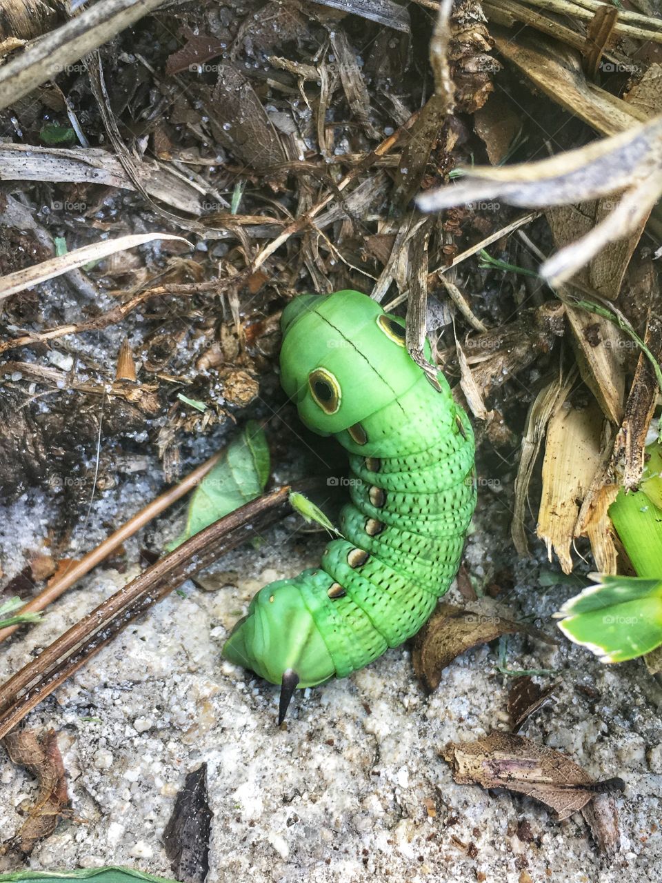 Nature’s beauty. Although it may be dying it still is going peacefully 