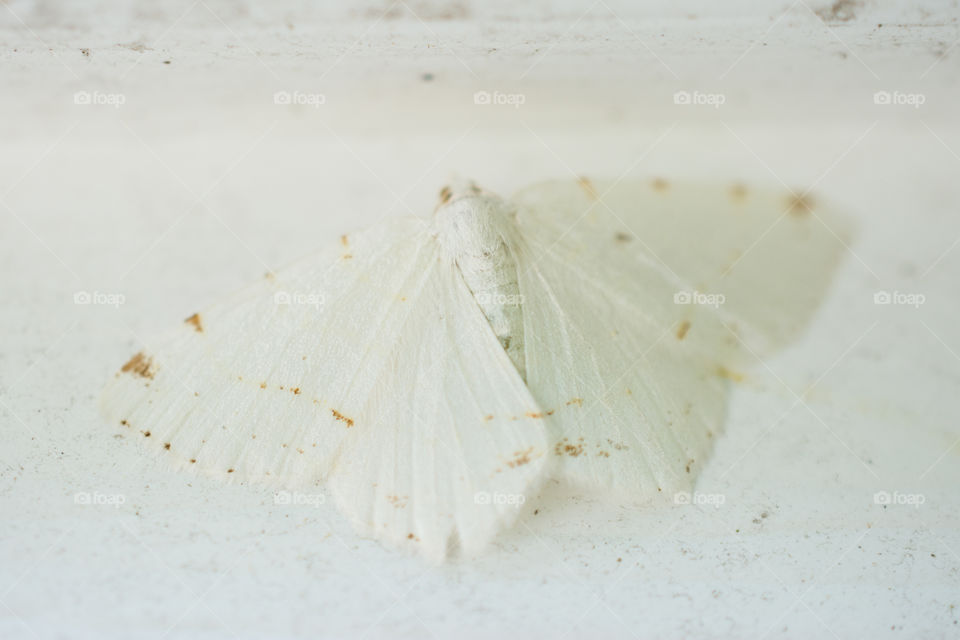 White Moth on a White Wall Macro Close Up