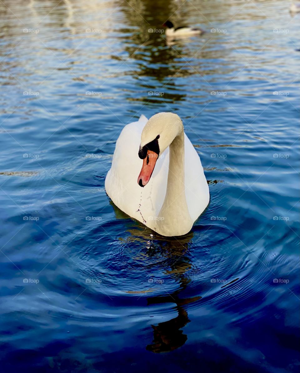 floating white swan in a blue lake in switzerland