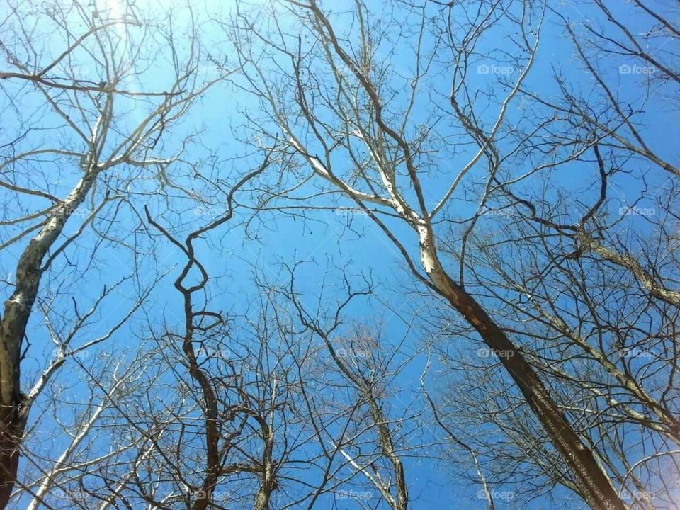 Trees&sky