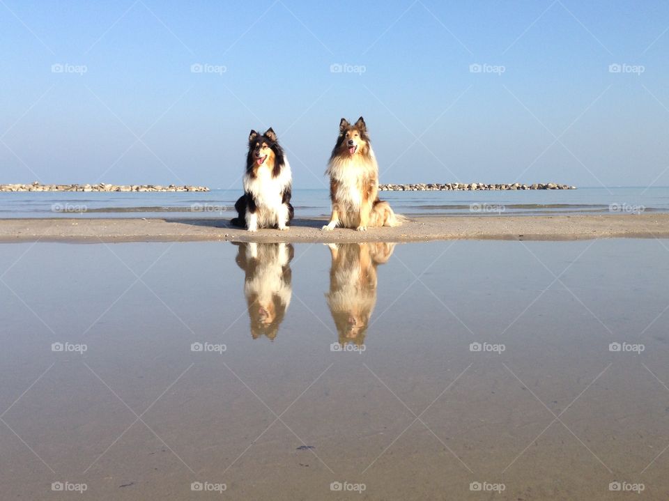 My dogs sitting at the beach, sitting near the sea and close to water so that I could catch their reflection in this warm almost winter sunny morning on the shore