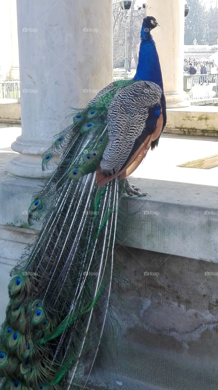 Peacock