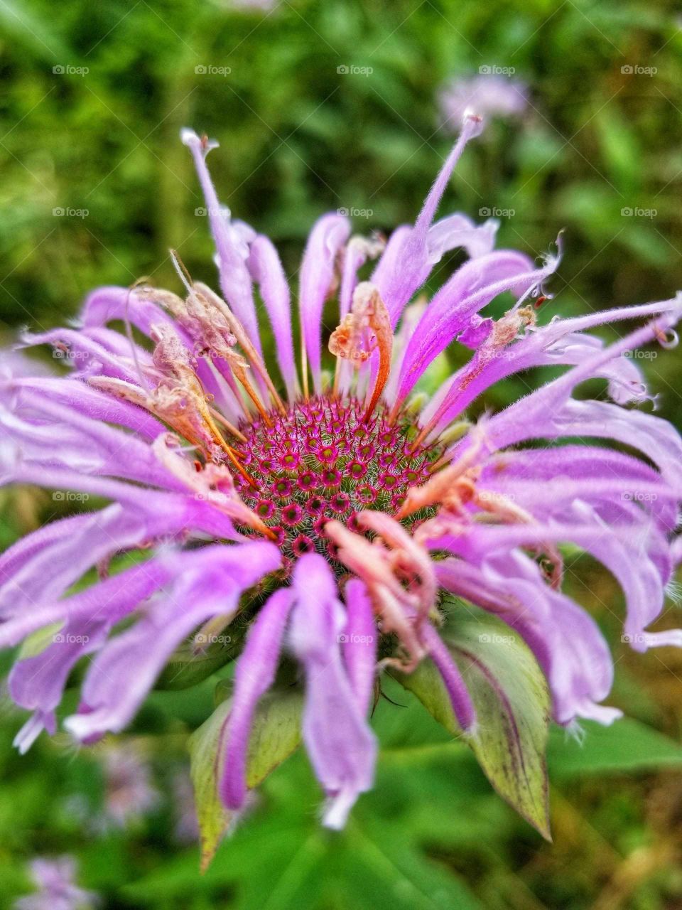 spindly flower